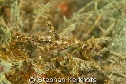 fozzy ghost pipefish (solenostomus leptosomus) in na'ama ... by Stephan Kerkhofs 